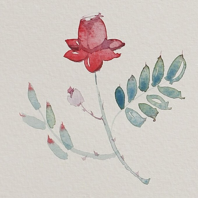 Roses