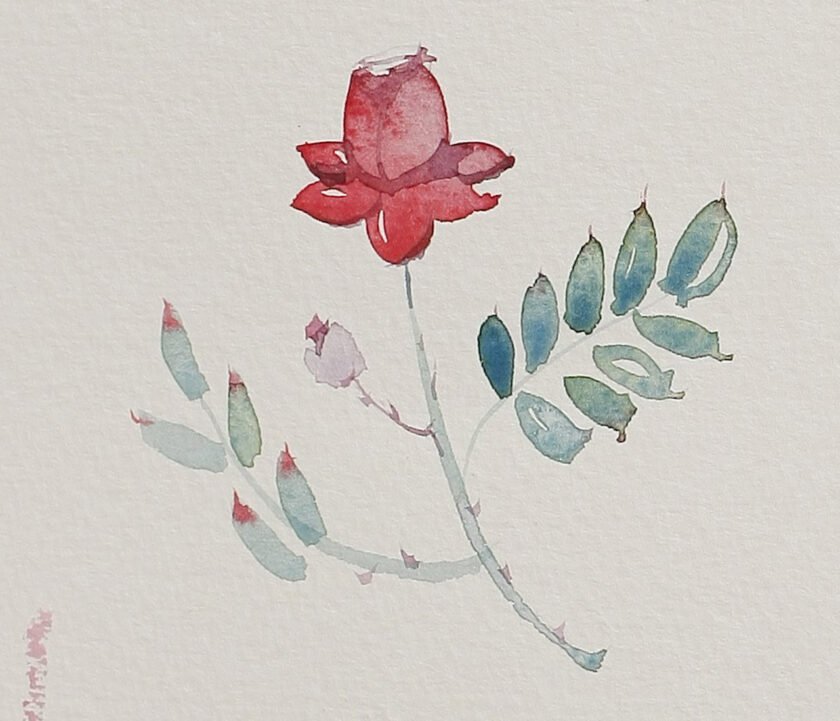 Roses